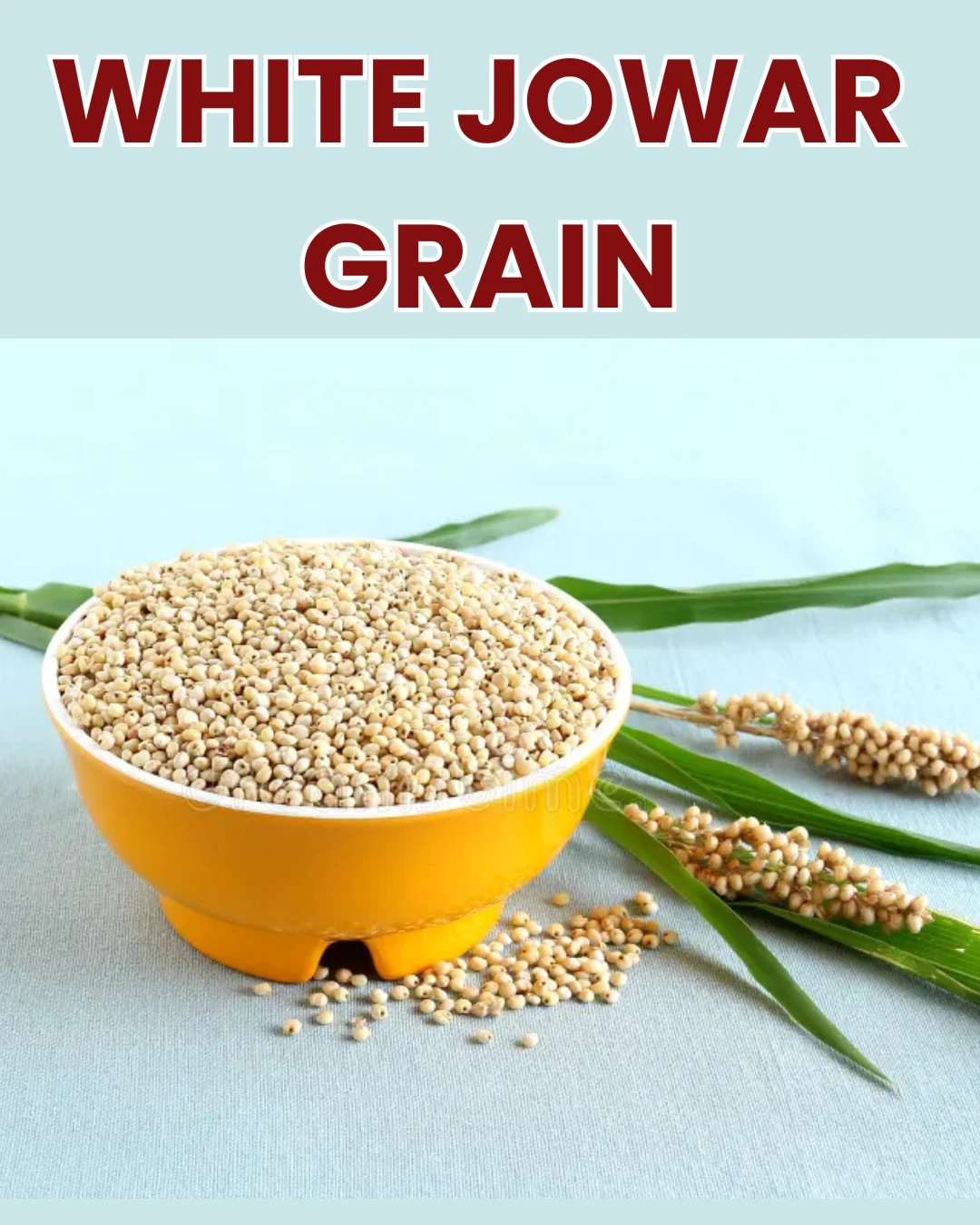 Raw Millet (white Jowar) Sorghum grains
